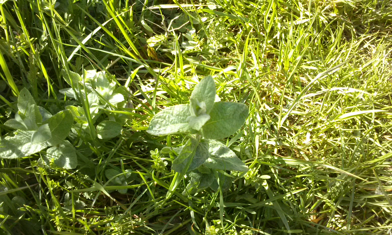 Menthe