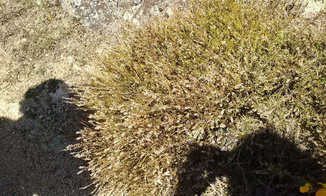 calluna: bruyre