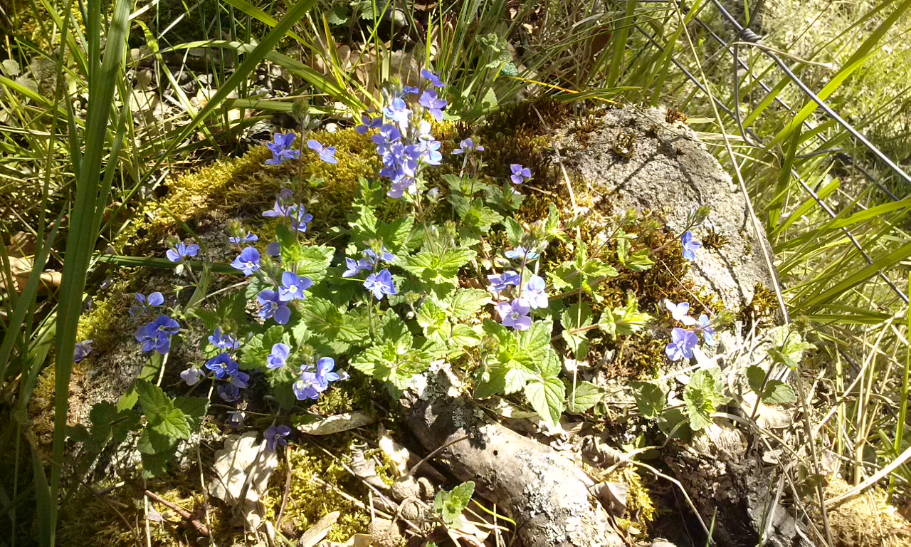 vronique ( ce n'est pas la vronique officinale)