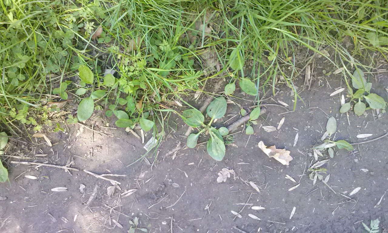 plantain